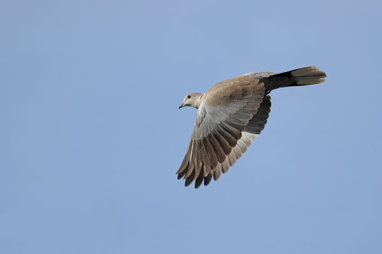 Eurasian Collared Dove, Streptopelia decaocto, in flight with open wings pointed downward against blue sky