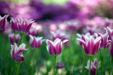 purple garden tulips, background blur