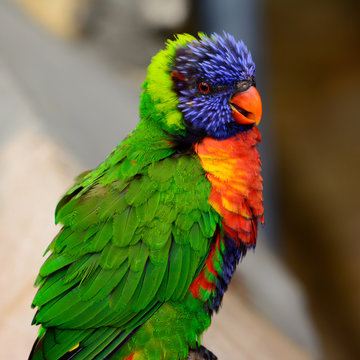 Rainbow lori (Trichoglossus moluccanus) with vivd eyes and plummage