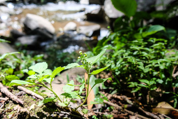 Moss and small tree grow on river rock. Image may contain soft focus and blur due to long exposure. Selective focus.