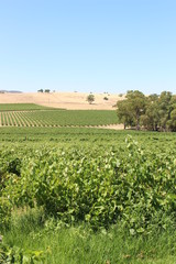 Fototapeta na wymiar Grape vines in a vineyard in the Barossa Valley, South Australia