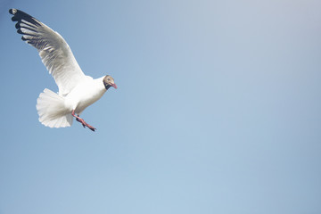 The seagulls fly out for food by the sea.