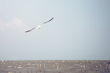 The seagulls fly out for food by the sea.