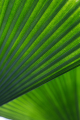verdant green palm