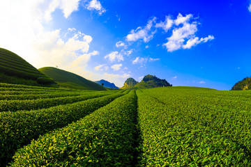Green tea fields in Vietnam
