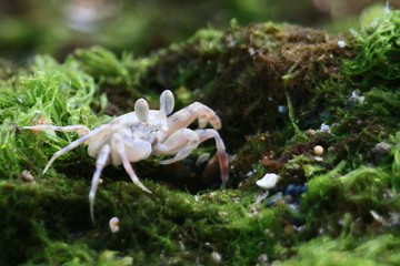 White Crab