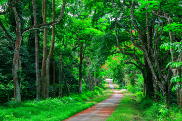 Cucphuong national park in Ninhbinh, Vietnam