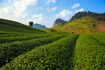 Green tea fields in Vietnam