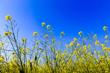 Beautiful brassicaceae flower field in Vietnam.