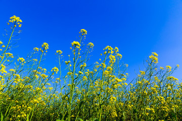 Beautiful brassicaceae flower field in Vietnam.