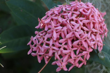 Pink Ixora