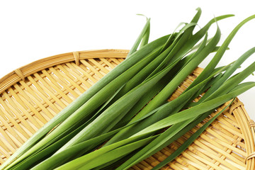 ニラ　Chinese chive