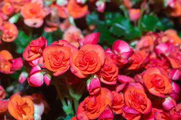 big Begonias flower bloom among green leaves in nort of Thailand
