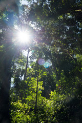 Fototapeta premium The sun shining through the leaves of a tree in the Crocker Range region with a lens flare.