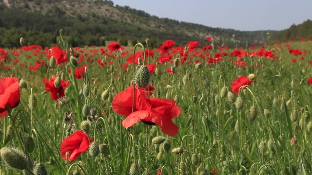 Red Poppies On The Green Field