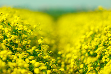 Obraz premium Beautiful brassicaceae flower field in Vietnam.