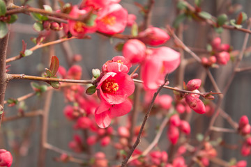 Fototapeta na wymiar Spring blossom of red Pomegranate flower.