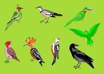 Set of vector birds. Vector illustration
