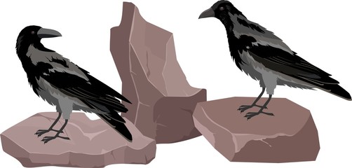 Two crows sitting on stones, vector illustration.