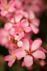 Pink flower blossoms