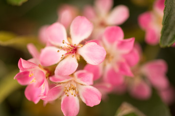 Fototapeta na wymiar Pink flower blossoms