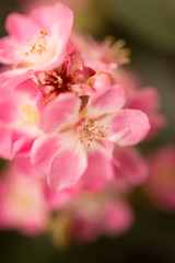 Fototapeta premium Pink flower blossoms