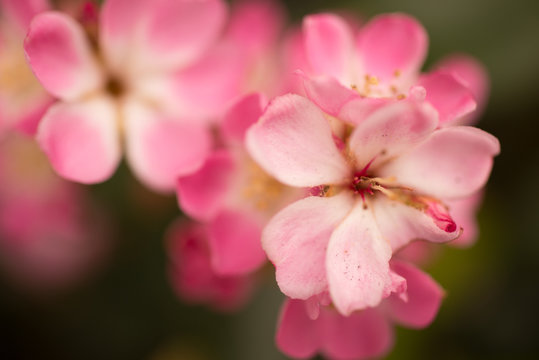 Pink flower blossoms