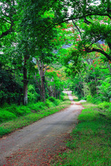 Fototapeta na wymiar Cucphuong national park in Ninhbinh, Vietnam