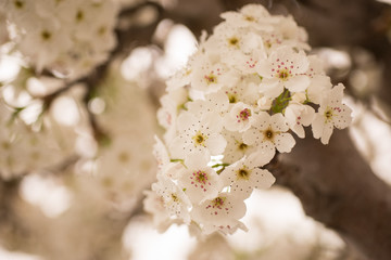 White cherry blossoms on tree