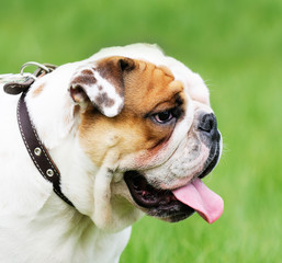 Fototapeta premium Bulldog portrait