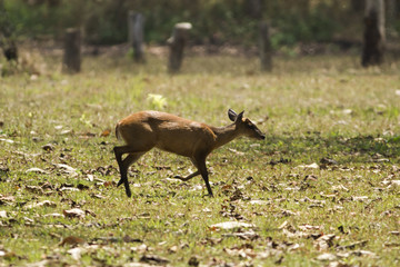 barking deer