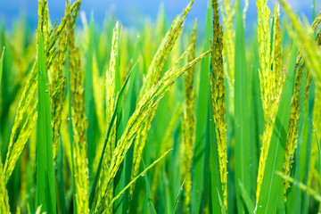 Beautiful green rice field - background