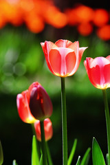 Tulips blossom in Spring, dark background.