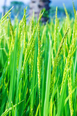 Beautiful green rice field - background
