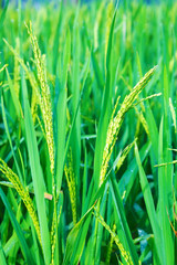 Beautiful green rice field - background