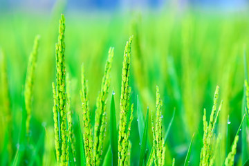 Beautiful green rice field - background