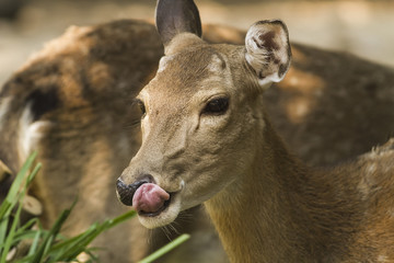 Axis deer