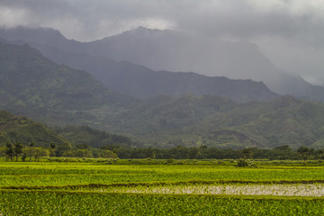 Fototapeta na wymiar Tropical landscape in Kauai