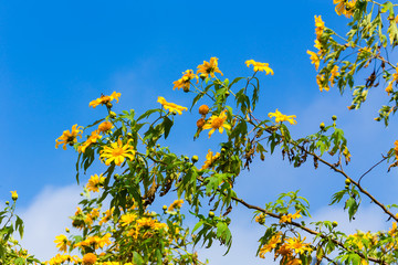 Mexican sunflower weed (Tithonia diversifolia)