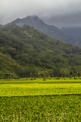 Obraz premium Tropical landscape in Kauai