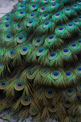 peacock plumage array