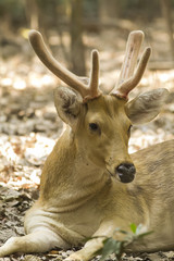 Axis deer