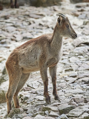 Himalayan tahr (Hemitragus jemlahicus)