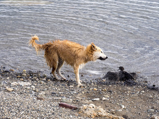 dog hunts young imperial cormorant, Punta Arenas, Patagonia, Chile