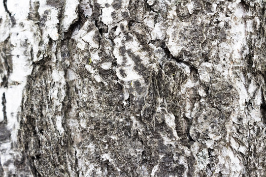 Wood texture tree. Wooden background. Tree bark