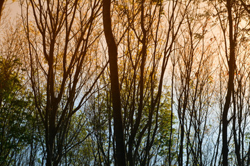 forest background