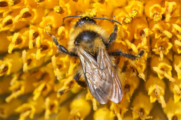 Bumble-bee gathering nectar on sunflower – macro
