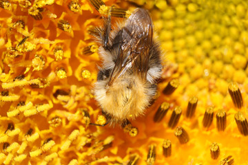 Bumble-bee gathering nectar on sunflower – macro
