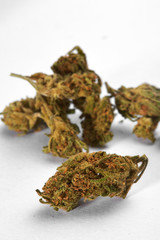 Close up of indica medical marijuana buds