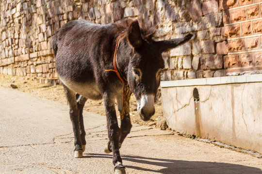 Donkey in Jodhpur